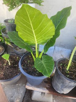 Elephants ear plants