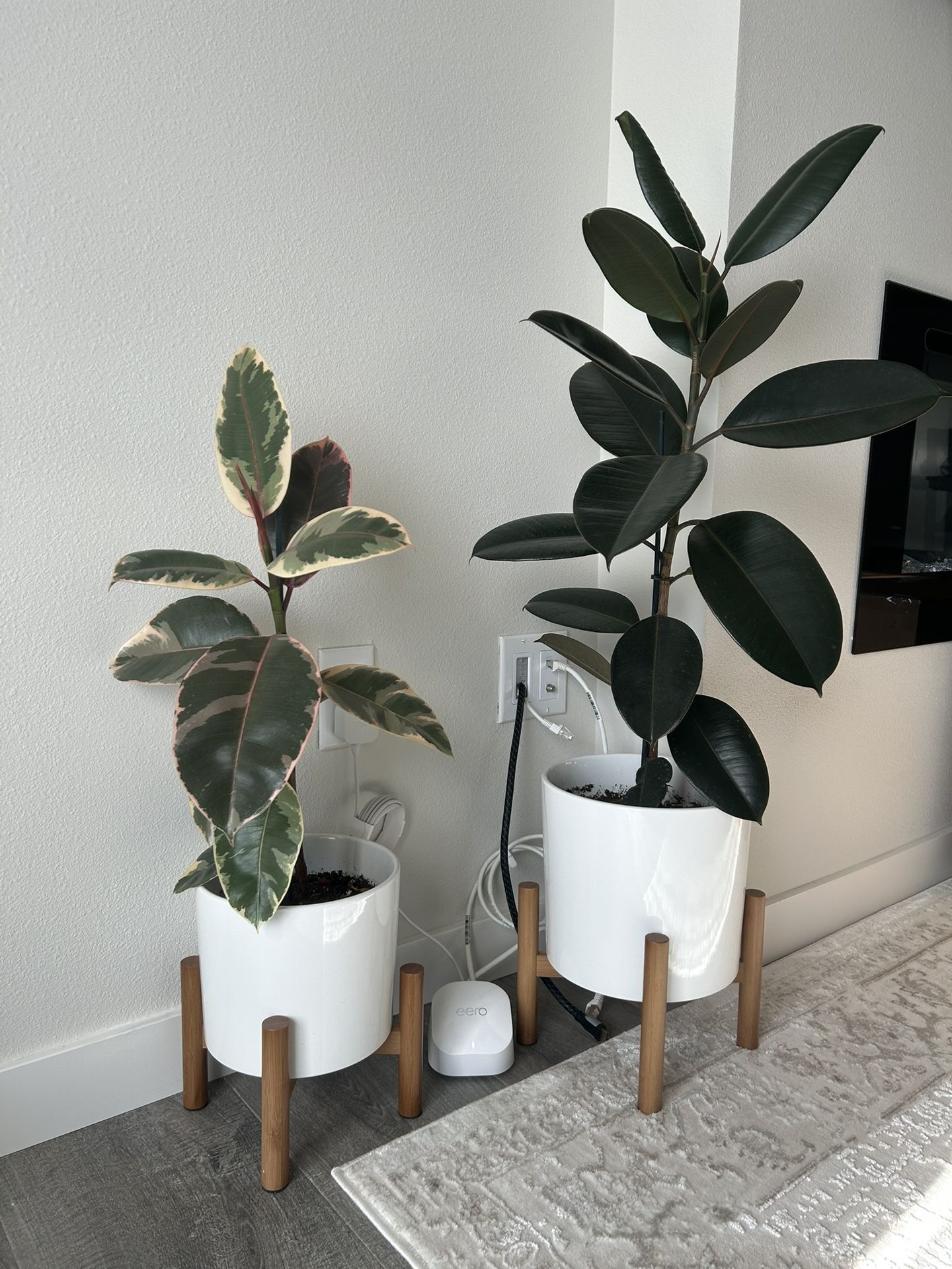 2 Rubber Plants