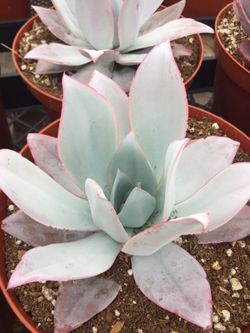 Succulents 8”