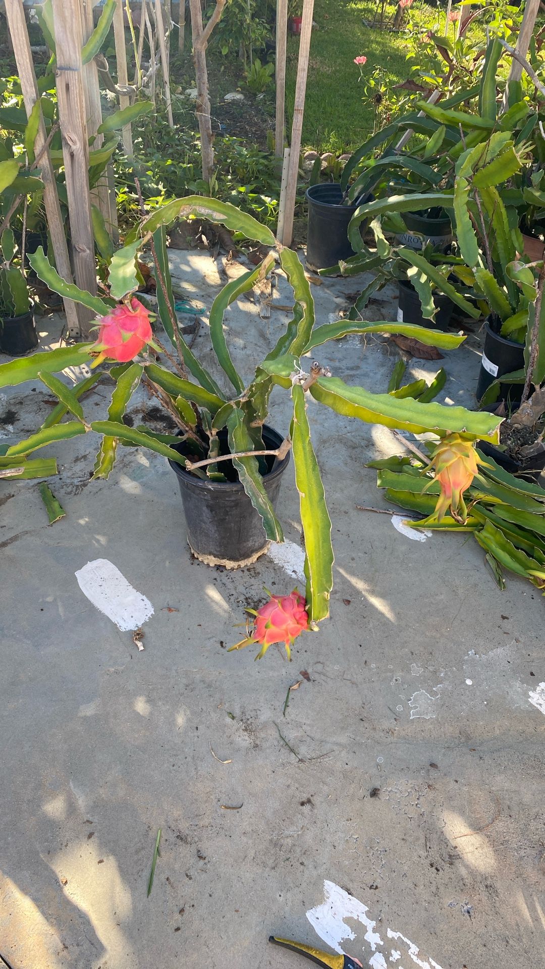Dragon Fruit White