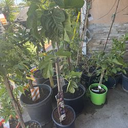 Premium Organic ‘Desert King’ Fig Tree – Fruiting & Heavy Producer Location: Los Angeles (San Fernando Valley) Productive & Established ‘Desert King’