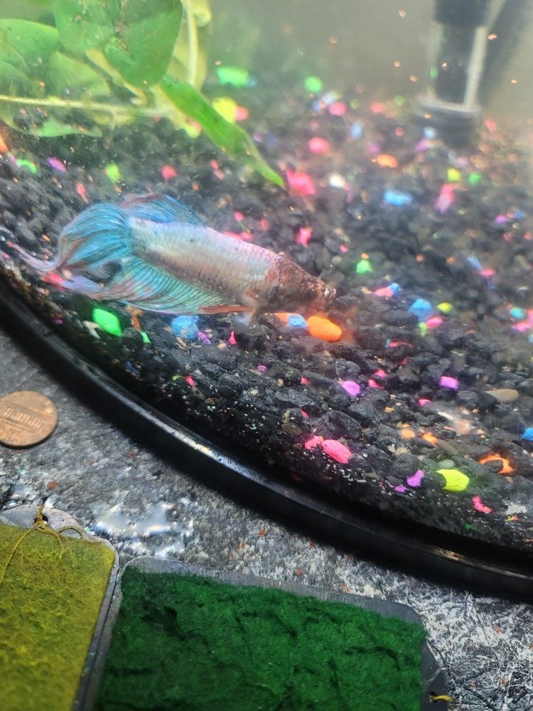 Betta, Tank And Accessories 