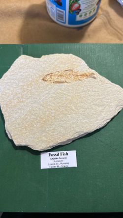 Fossil fish