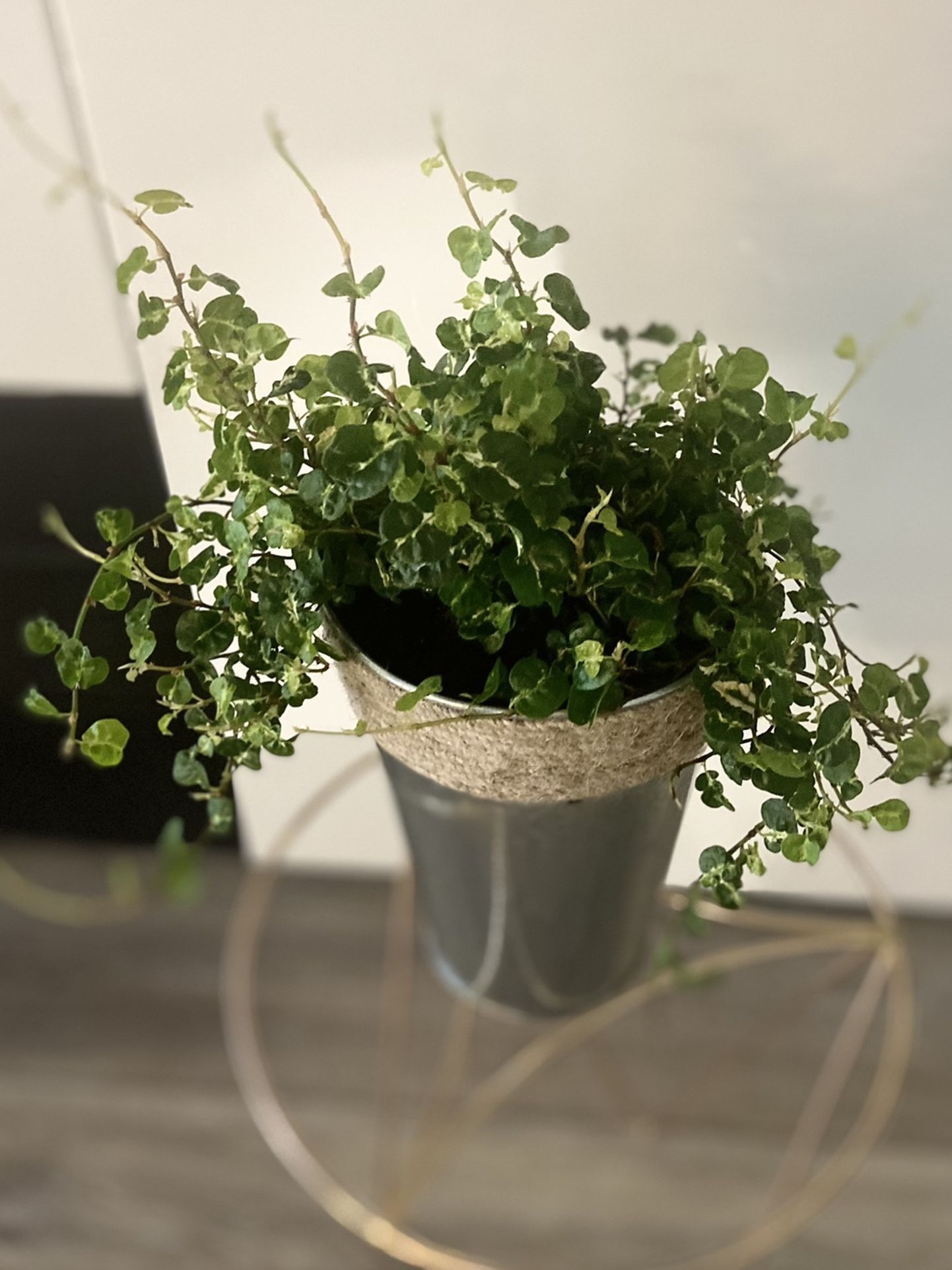 Housplant Verigated Creeping Fig
