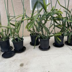 Dragon Fruit Plants