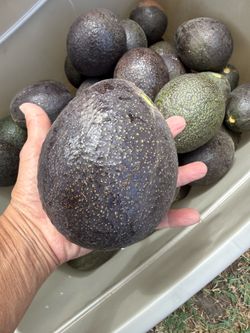 Avocados