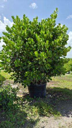 Huge clusias Plants! Different Sizes available! Low Maintenance!