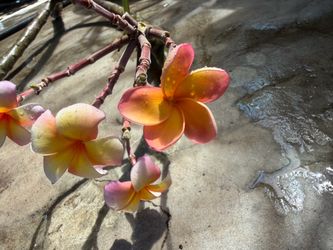 Cutting plumeria
