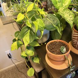 PLANT SALE!!
