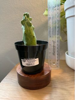 Boobie Cactus  Myrtillocactus Geometrizans Fukurokuryuzinboku house plant