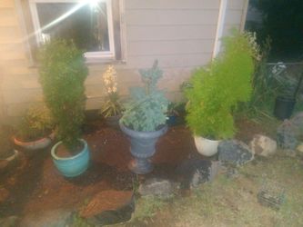 Plants for sale