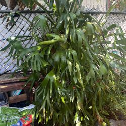 Staghorn Fern 20+ Yrs. 