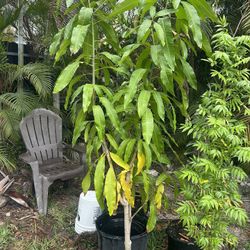 Haden Mango Tree 12 Ft Tall
