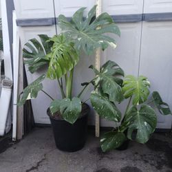 Live Monsteras Deliciosas Variegated (Albo), SEE OTHER OFFERS 