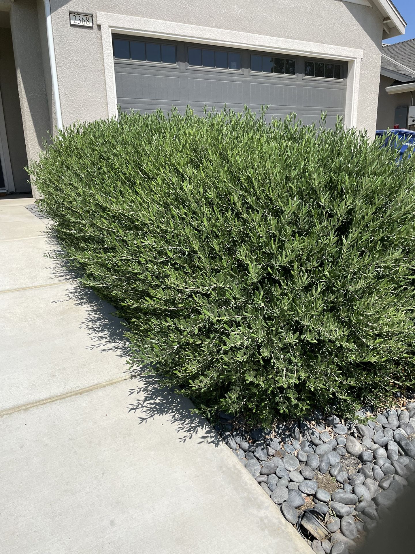 Sprinklers & Sod