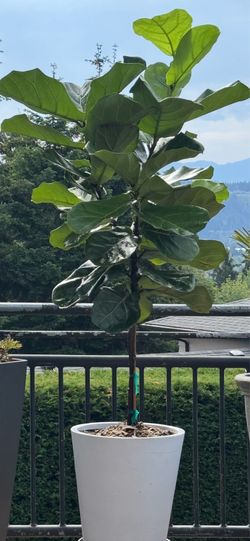 STUNNING LIVE FIDDLE LEAF PLANT.  WILLING TO DELIVER!