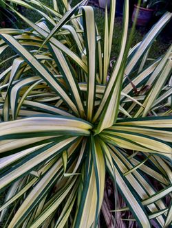 Medium Sized Pandanus Grass