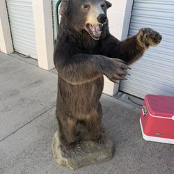 Bear Taxidermy Statue!
