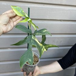 philodendron florida beauty fully rooted