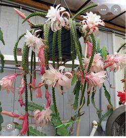 6” aporophyllum ( first pic is example )