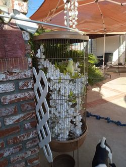 Bird Cage