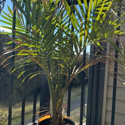 Majesty Pam Indoor Live Plant Two For $30