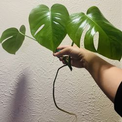 Monstera Green On Green
