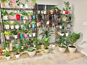 Indoor Plants Sale 15% Off