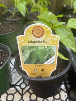 Jalapeño Hot Pepper In 4 Inches Pot