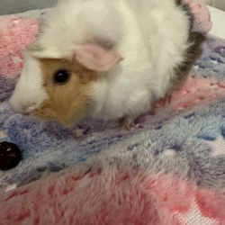 Two Guinea Pig 