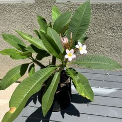 Plumeria NOID