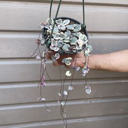 6” variegated strings of hearts full and trailing 