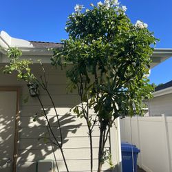 7-8’ PLUMERIA TREE 