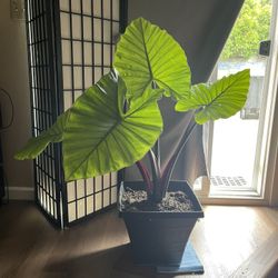 Dark Star Plant