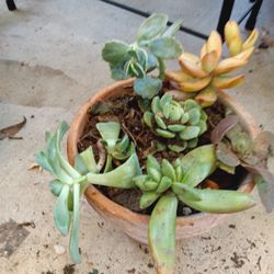 Really Nice Succulent Plant 