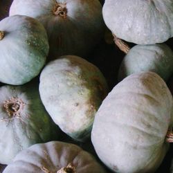 Organic Sweet Meat Winter Squash Plants! 2025 SEASON EARLY RELEASE! 