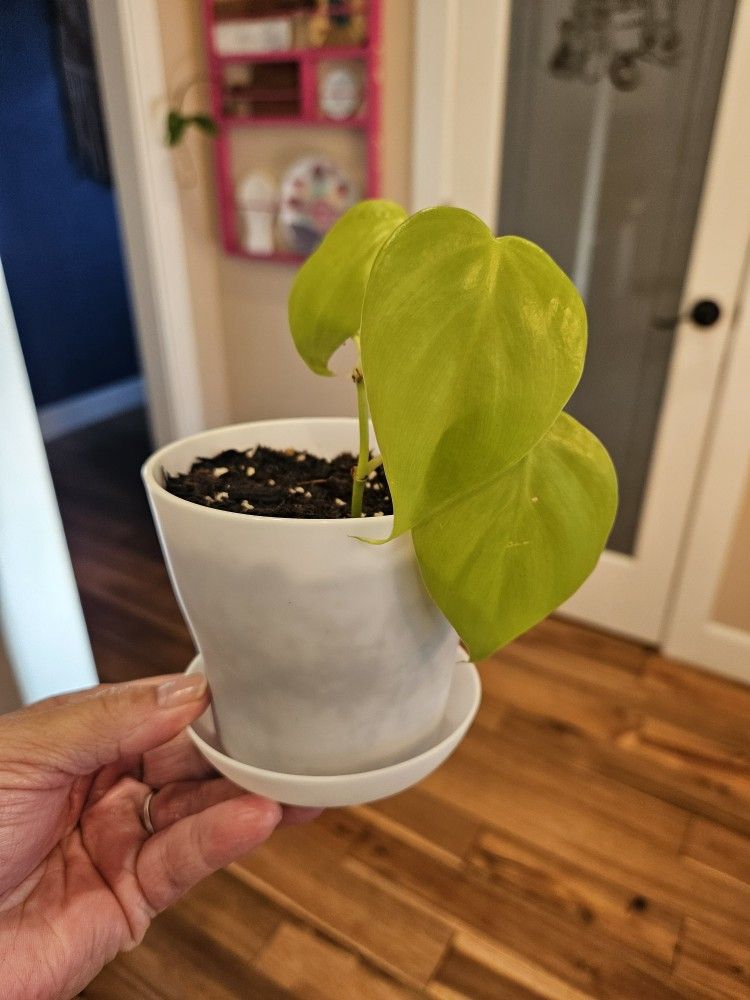 Philodendron "Lemon Lime"