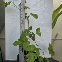 Thornless BlackBerry Plant 