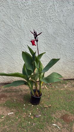 Plants