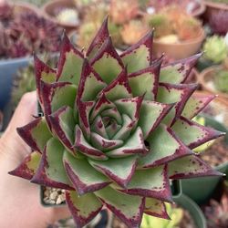 Echeveria Agavoides ‘Ebony’