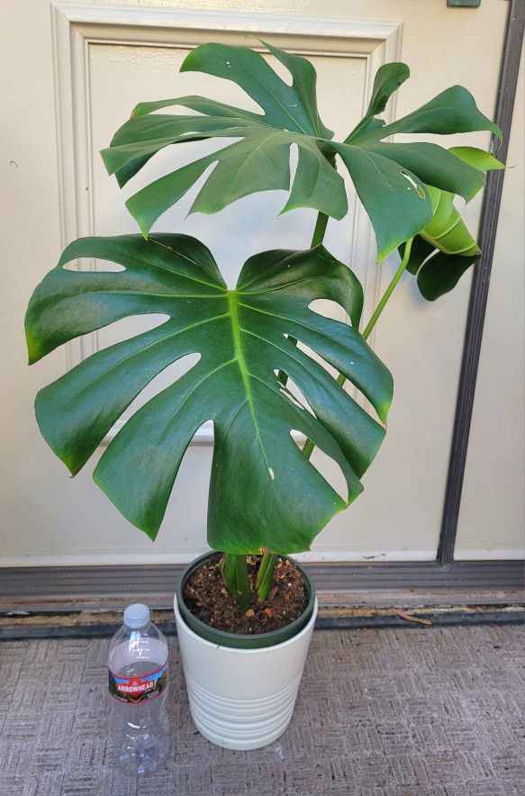 Large Monstera Plant in 1-gal black nursery pot (white ceramic pot not included)