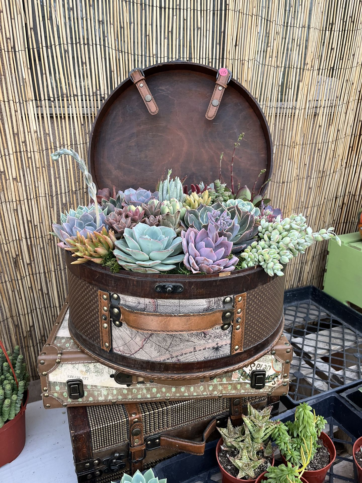 Succulent Filled Hat Box 