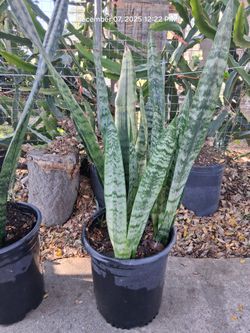 Snake Plants (Lengua De Suegra)