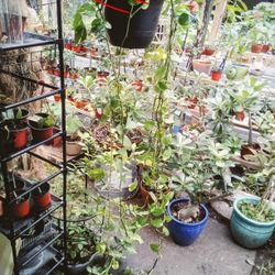 Golden Pothos Cutting ....120plus Nodes 