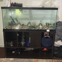 Fish Tank 