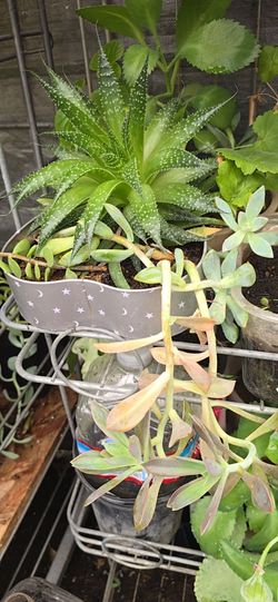 Plant