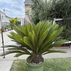 Sago Palm