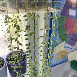 String of Tears – 5" Cutting | Easy Prop | $5