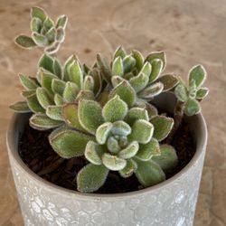 Small Succulent Plant 