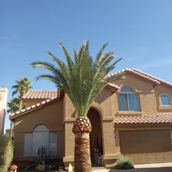 Palms trees trimming